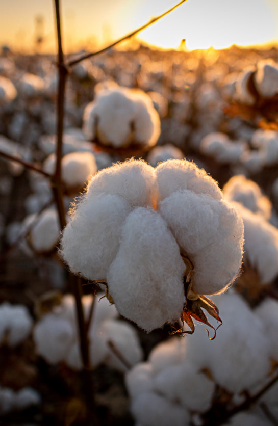 Sustainable Fashion, Rolls of Fabrics